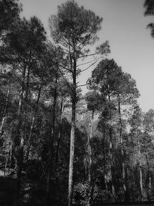 A forrest of Maritime pine trees (Pinus pinaster).
